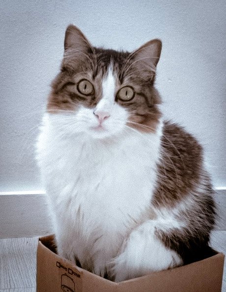 fjdov