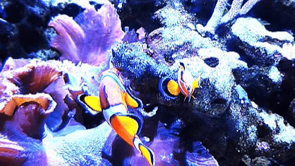 nemo